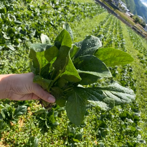 ほうれん草 l 農薬・化学肥料不使用
