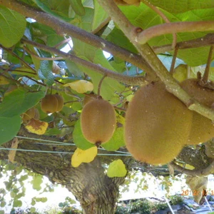 樹齢35年のキウイの樹から採れたキウイフルーツ