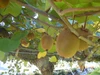 樹齢35年のキウイの樹から採れたキウイフルーツ