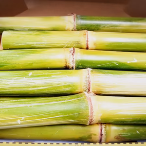 産地直送！沖縄県産 サトウキビ 1Kg～