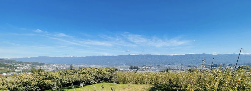 令和6年9月発送【予約】梨　二十世紀　良品‼️ 長野県産