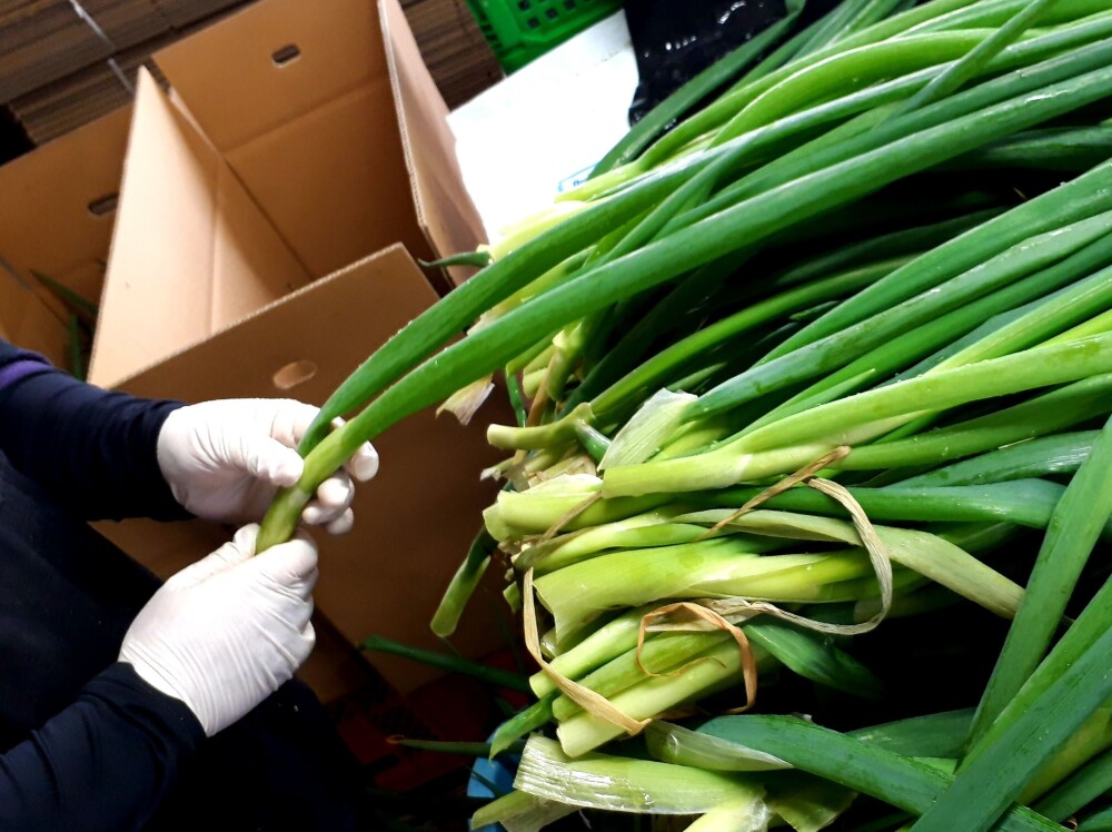 売れ筋 朝市場の新鮮野菜 小ねぎ 万能ねぎ 約100g 袋 冷蔵