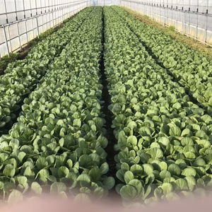 石川のめぐみ！白山の湧水で育った小松菜5kg