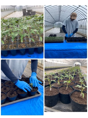 みんなの投稿の画像