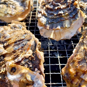 今が旬！三陸直送！BBQ用殻付き牡蠣Mサイズ20個入り