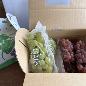 【初出品】虹の雫&ハウスデラウェア一級品ミックス1kg（贈答用取っ手付き）