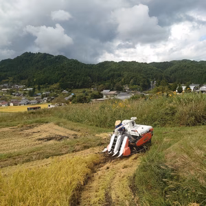 【玄米】伊東農園のコシヒカリ精米5kg味香りが良い!