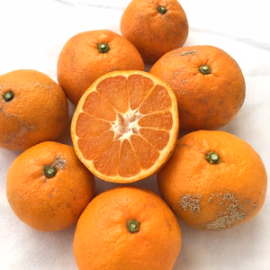 ご家庭向きのワイルド系みかん(青島)【農薬不使用】