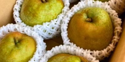 【今週の新着商品】とろ〜りジューシー「ラ・フランス」、希少＆極甘「キウイ」、熟成「むらさきいも」etc.