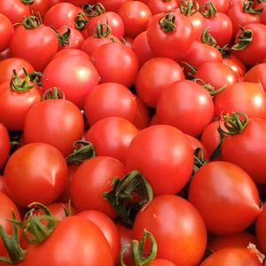 【毎日のサラダやお弁当に】甘すぎず、後味すっきり。万能中玉トマト「フルティカ」