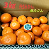 春みかん【丹生】  木なり熟成みかん3㎏【秀】有田みかん 