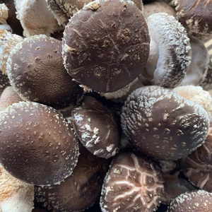 秋のブルしい（15個前後/送料込）