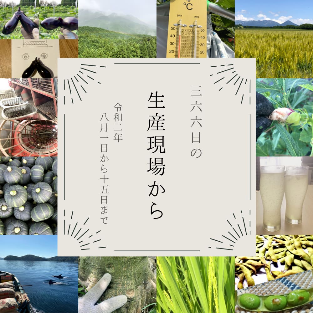 これが生ききった大根の最期か…😢2020年8月前半の生産現場から | 農家