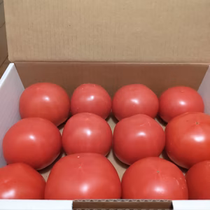 赤もぎりトマト