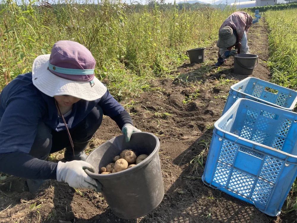 ホックホク『男しゃく』 さん 【栽培期間中 肥料・農薬・たい肥不使用】