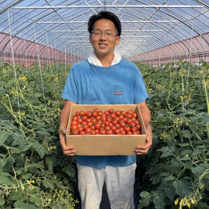 訳あり‼︎ミニトマトほれまる