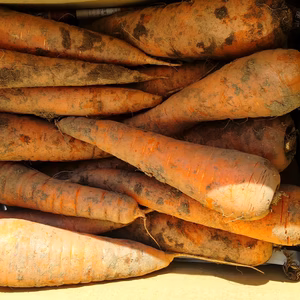 有機JAS認証取得ニンジン！2月3月収穫のもの！新鮮だよ！