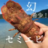 幻！希少！高級食材【セミエビ大】奄美大島産