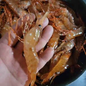 【超希少  本日で終了】春の牡丹海老 中サイズ   1kg