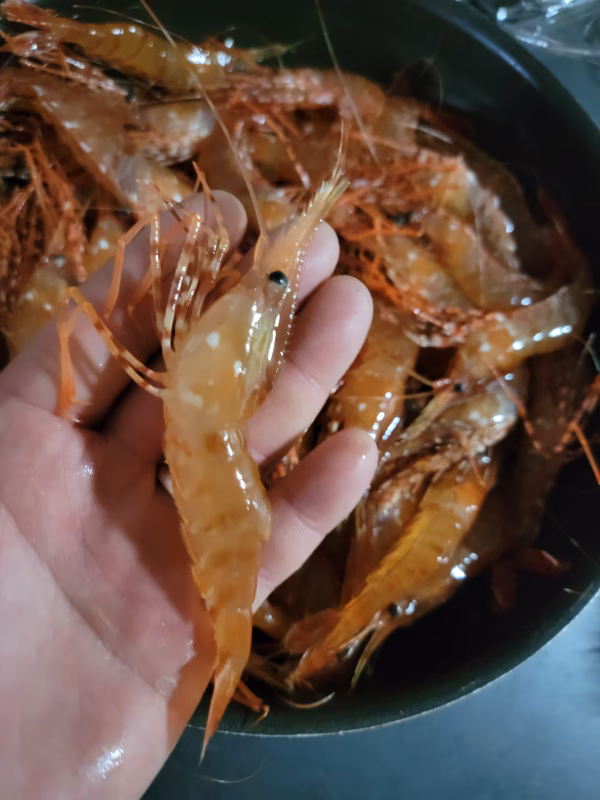 【超希少  本日で終了】春の牡丹海老 中サイズ   1kg