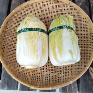 冬越えの白菜