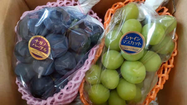食べ比べセット！｢ナガノパープル｣ ｢シャインマスカット｣ 各1房 合計900g
