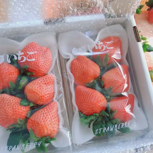 【大粒！】桃のような風味！完熟恋みのり