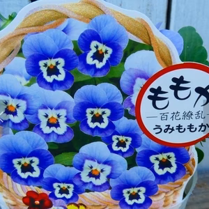 ビオラ百の花が咲く[ももかシリーズ]うみちゃん★９センチポット苗