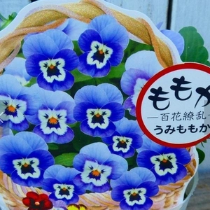ビオラ百の花が咲く[ももかシリーズ]うみちゃん★９センチポット苗