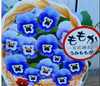 ビオラ百の花が咲く[ももかシリーズ]うみちゃん★９センチポット苗