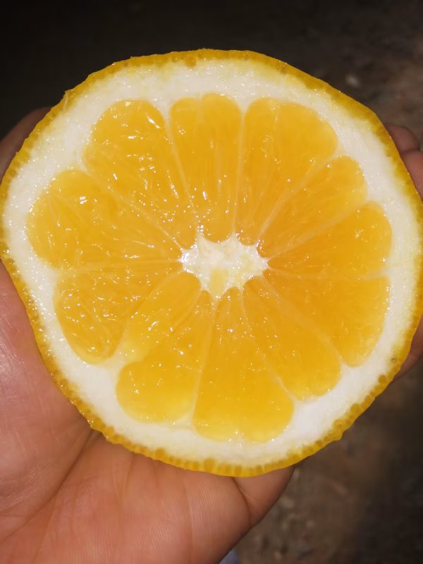 【表皮は悪ゴロゴロ河内晩柑】たっぷり箱込2.5キロ・4.5キロ