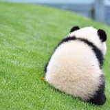 ぱんだこぱんだ