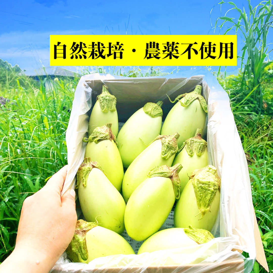 SALE／57%OFF】 2kg前後 なす 無農薬栽培 野菜・きのこ