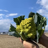 【京都産☆畑の珊瑚礁】ほのかな甘みのロマネスコ