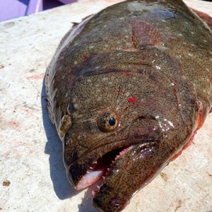 秋田県産‼️活締め　天然ヒラメ　鮮魚［最安値挑戦中］