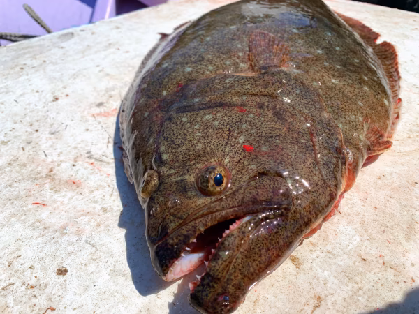 秋田県産‼️活締め　天然ヒラメ　鮮魚［最安値挑戦中］