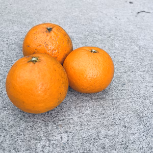 ■送料無料■愛媛県産　減農薬　はれひめ　家庭用■北海道沖縄離島発送不可