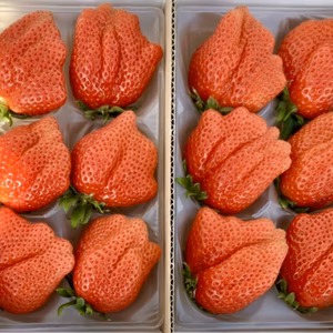 [希少な一粒目！]特大ジャンボ「やよいひめ」12粒　味にこだわって土耕栽培