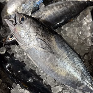 ヨコ　1.5キロ　真空パック 瞬間冷凍 送料一律 鮮度抜群 愛媛県