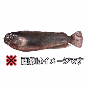 ～知床らうす直送～【珍魚】ボンズギンポ 神経締め オマケ付き