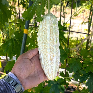 【おすすめ野菜】苦味少ない白ゴーヤ　栽培期間中農薬不使用