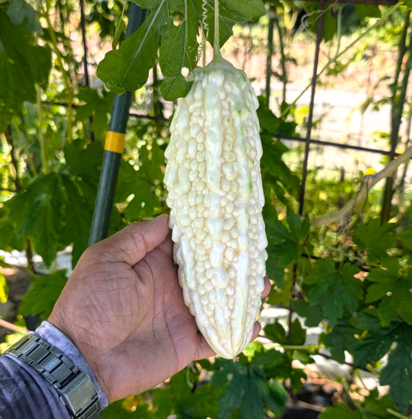 【おすすめ野菜】苦味少ない白ゴーヤ　栽培期間中農薬不使用