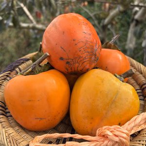 【お試し】干し柿用蜂屋柿 6個入り 箱込み2kg