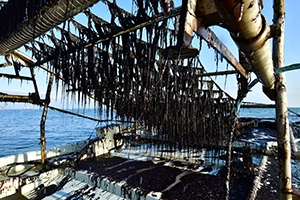 海苔師の生のり佃煮〈極〉