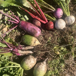 といろの野菜セット『冬』