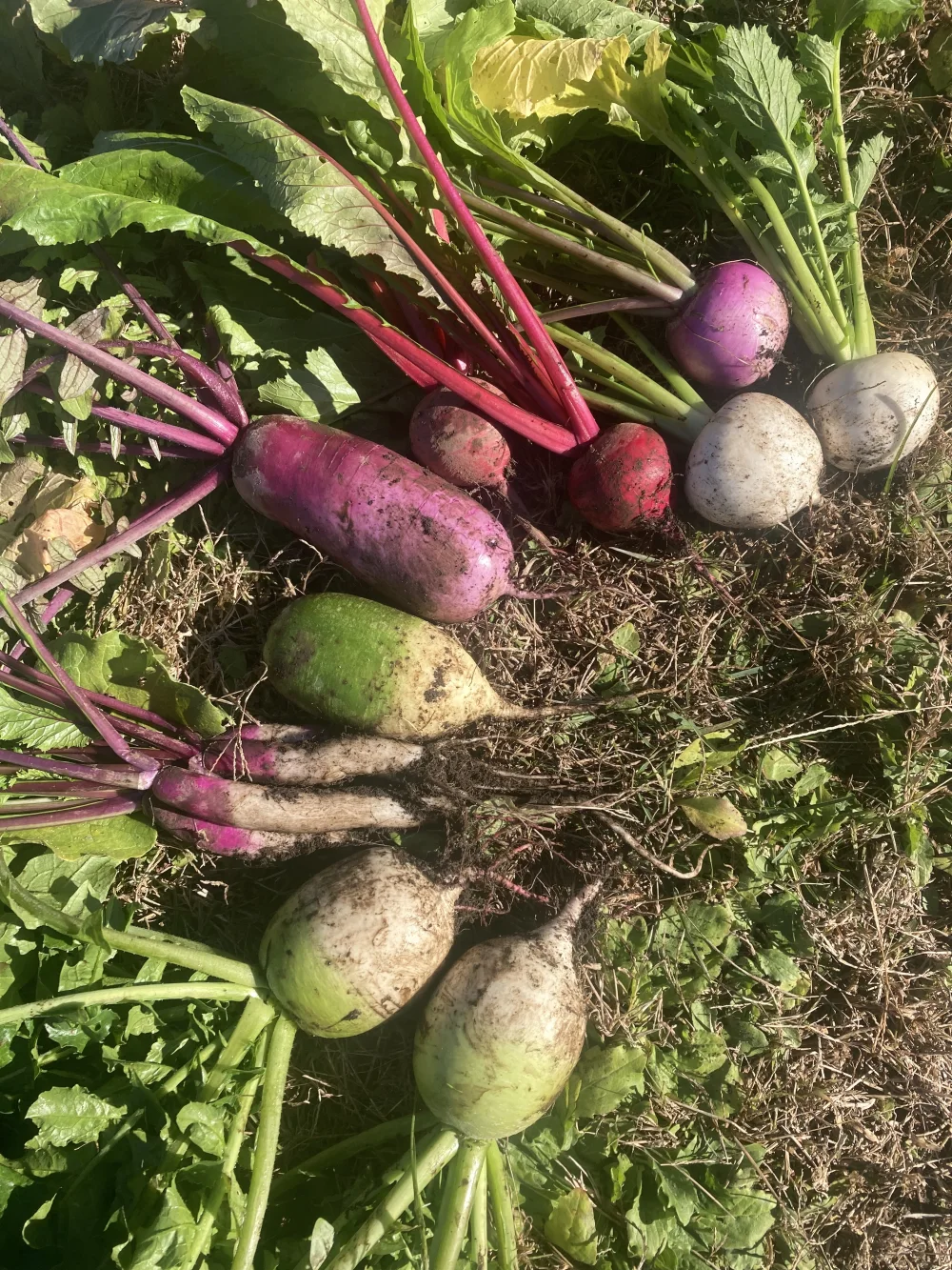 といろの野菜セット『冬』