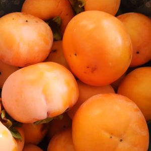 寒さを力に！！ 山梨県産霜当て｢甘柿｣