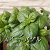 【ソース作りも簡単！】スイートバジル☆たっぷり約200g