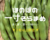 大粒で食べ応えあり✨3粒以上限定❗朝穫れ 「そら豆（さや付き）」