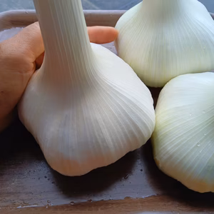 じゃんぼにんにく　自然栽培、農薬化学肥料不使用　自家採種　